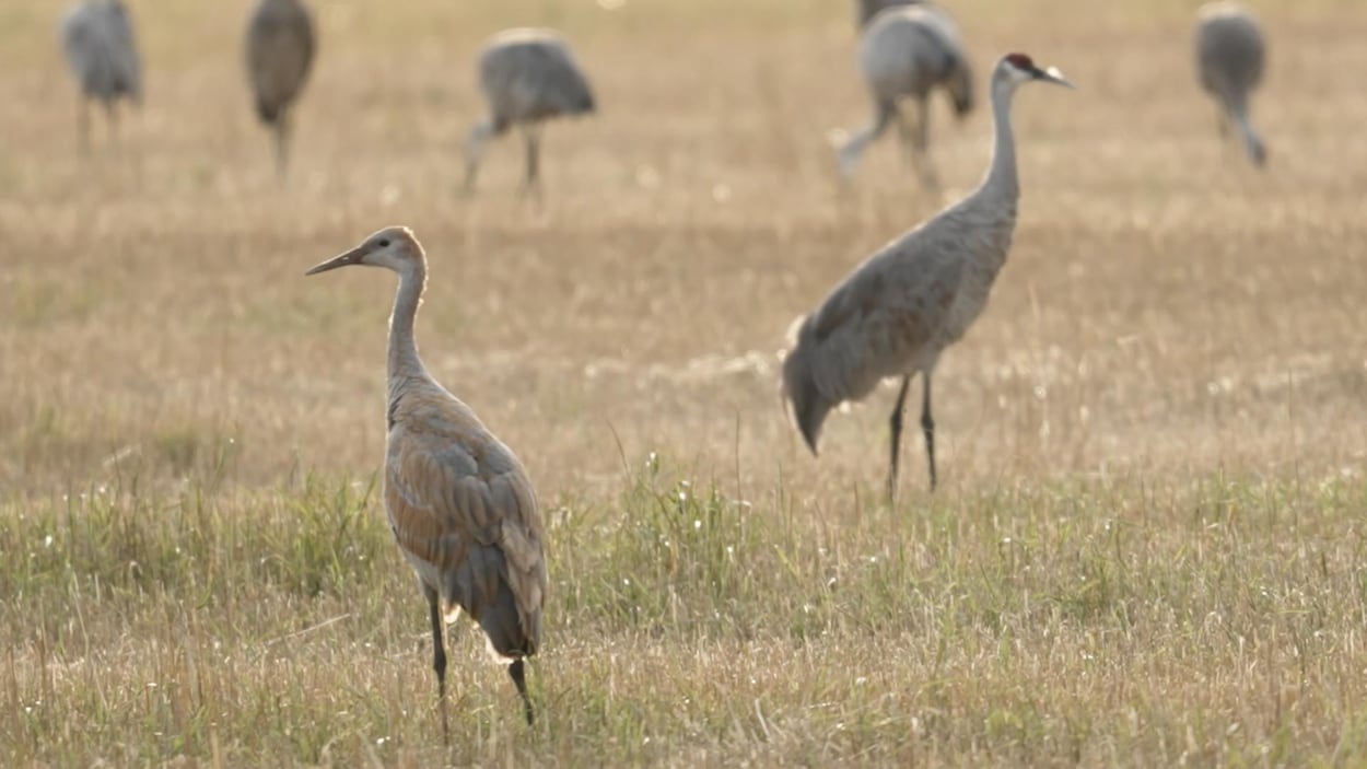 La chasse aux grues du Canada autorisée sur terres agricoles en septembre