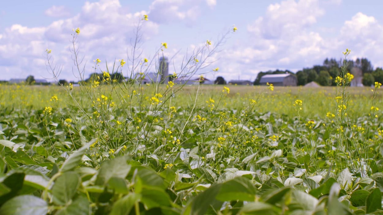 Etats-Unis : les mauvaises herbes zombies pullulent dans les champs d'OGM