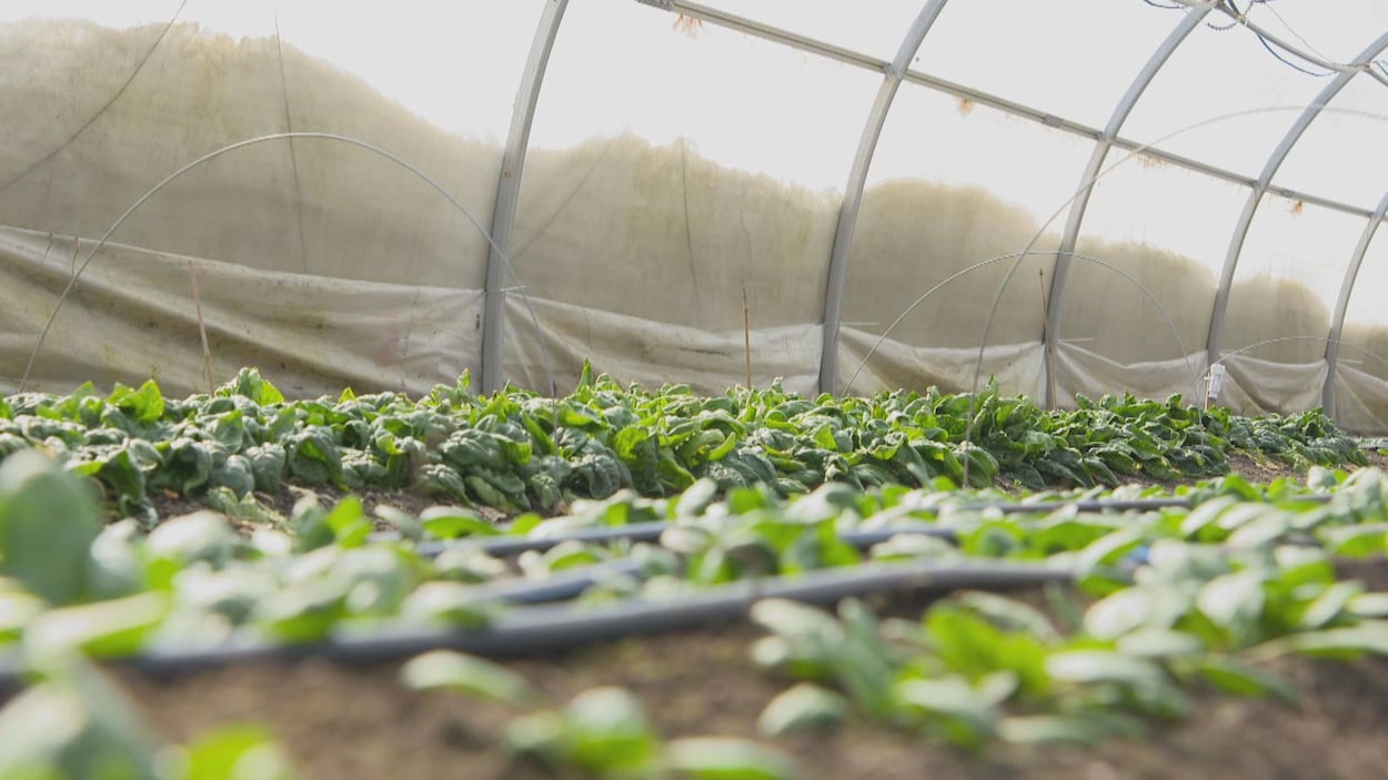 Des maraîchers d’Abitibi-Ouest écouleront des produits dans des commerces de leur secteur