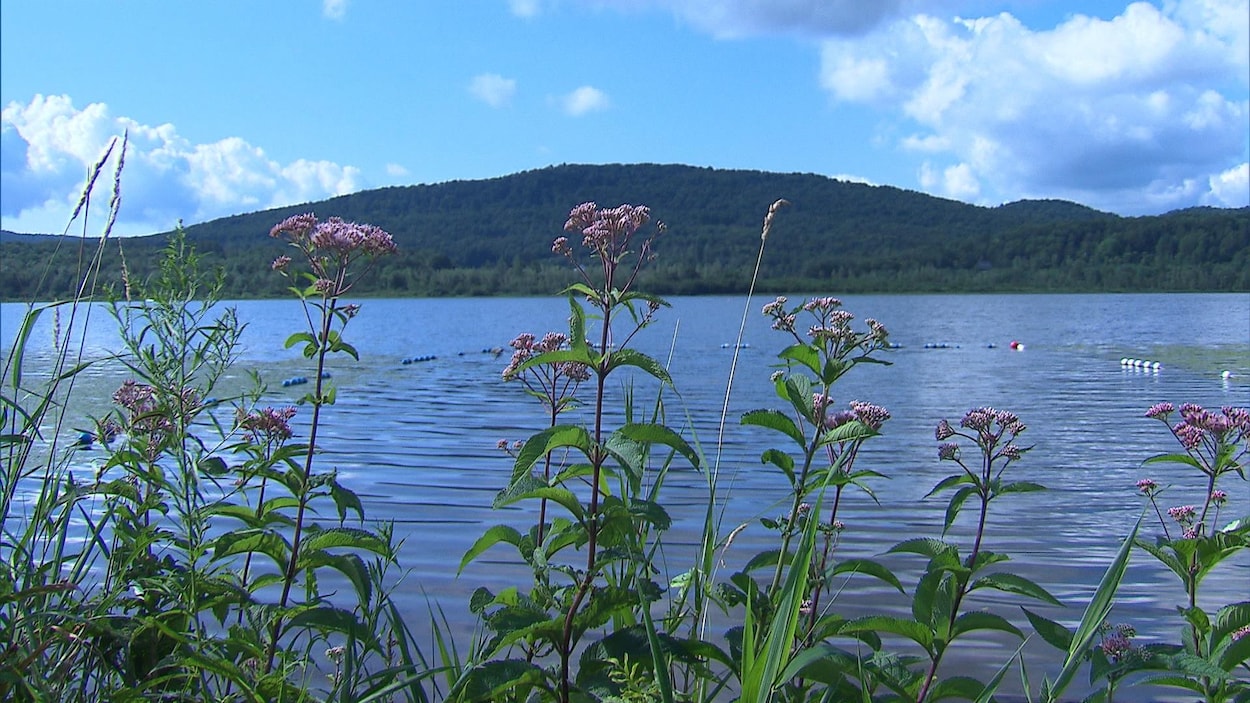 En avant-plan des plantes riveraines et juste derrière un lac. En arrière-plan, une petite montagne.