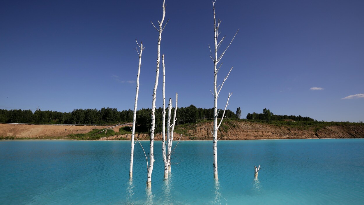 Six bouleaux entourés d'une eau d'un bleu cristallin sur le bord d'un lac.