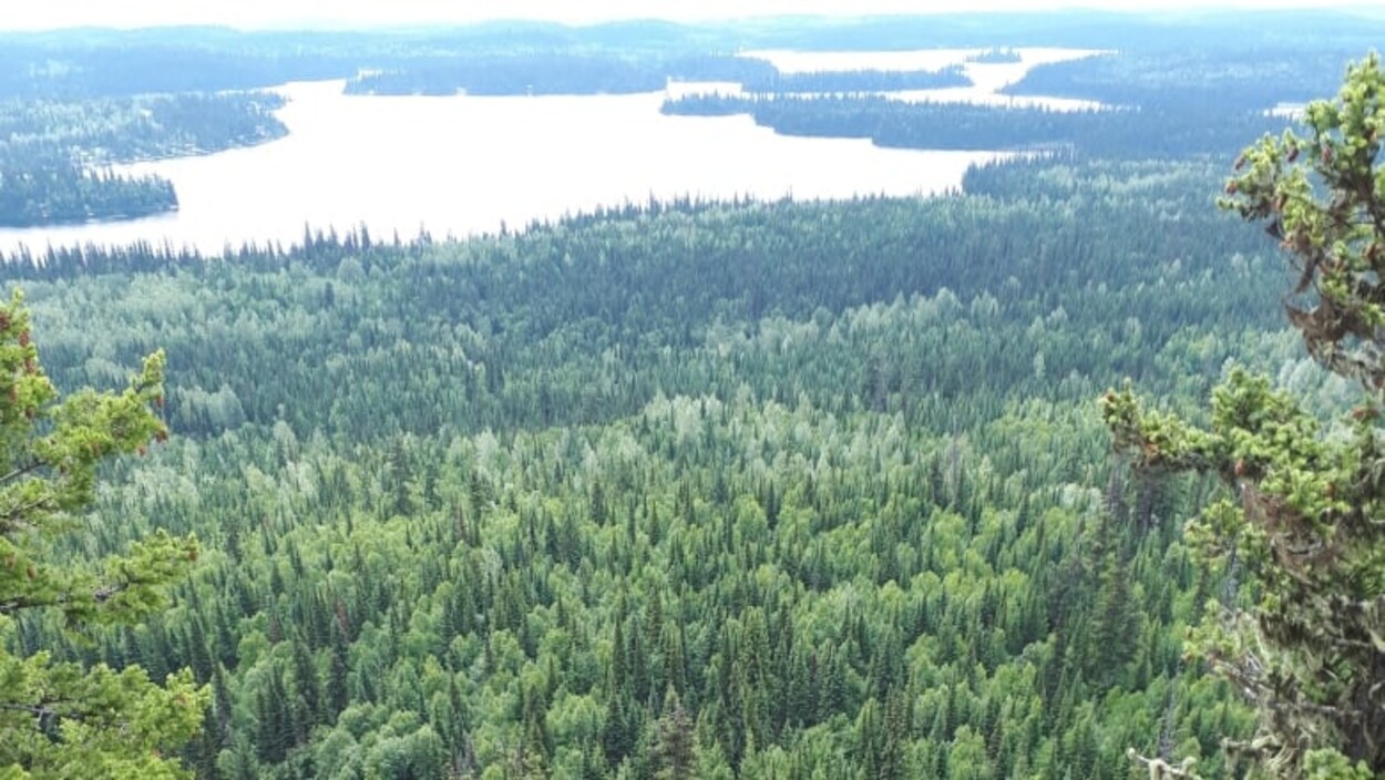 Un lac et la végétation qui l'entoure.