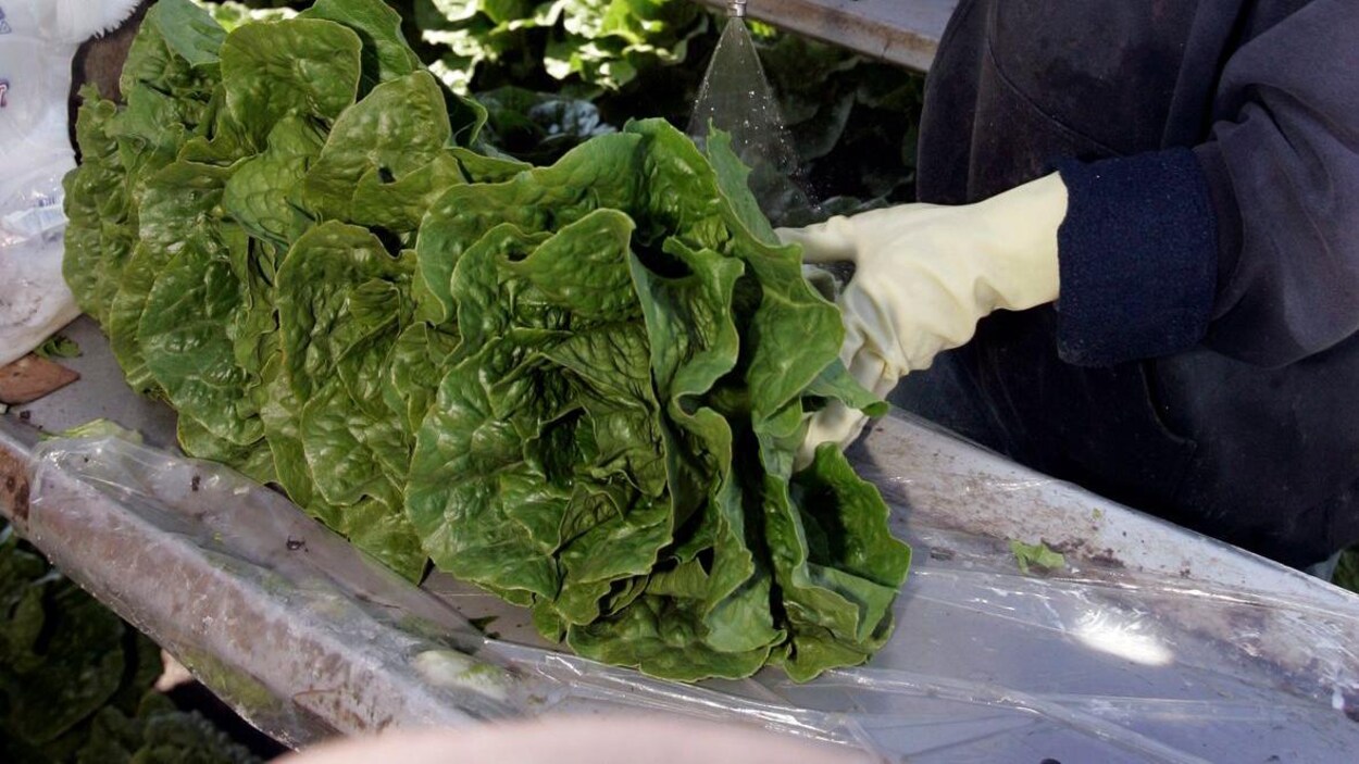 Un homme arrose de la laitue romaine.
