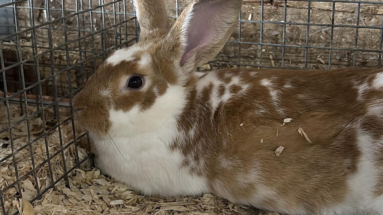 L'Expo agricole des Bois-Francs bat son plein à Victoriaville