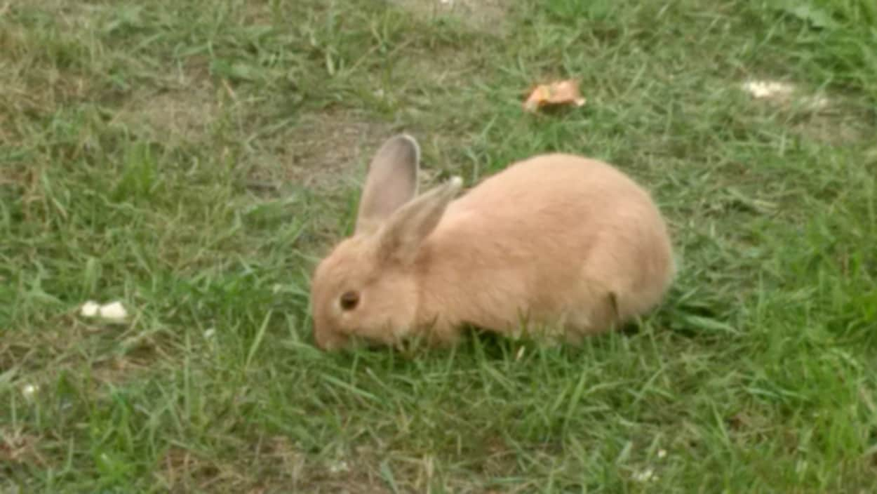 Les lapins prolifèrent dans un quartier du Grand Sudbury