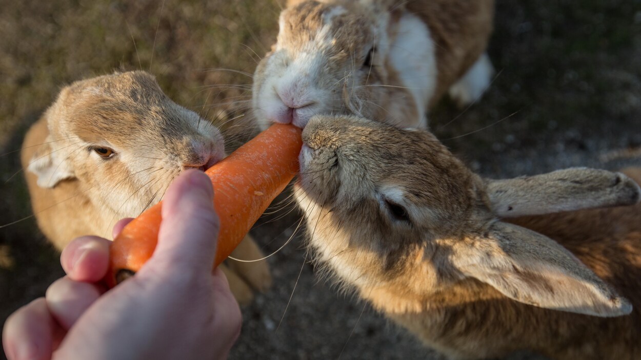 Trois lapins se partagent une carotte tendue par une main.