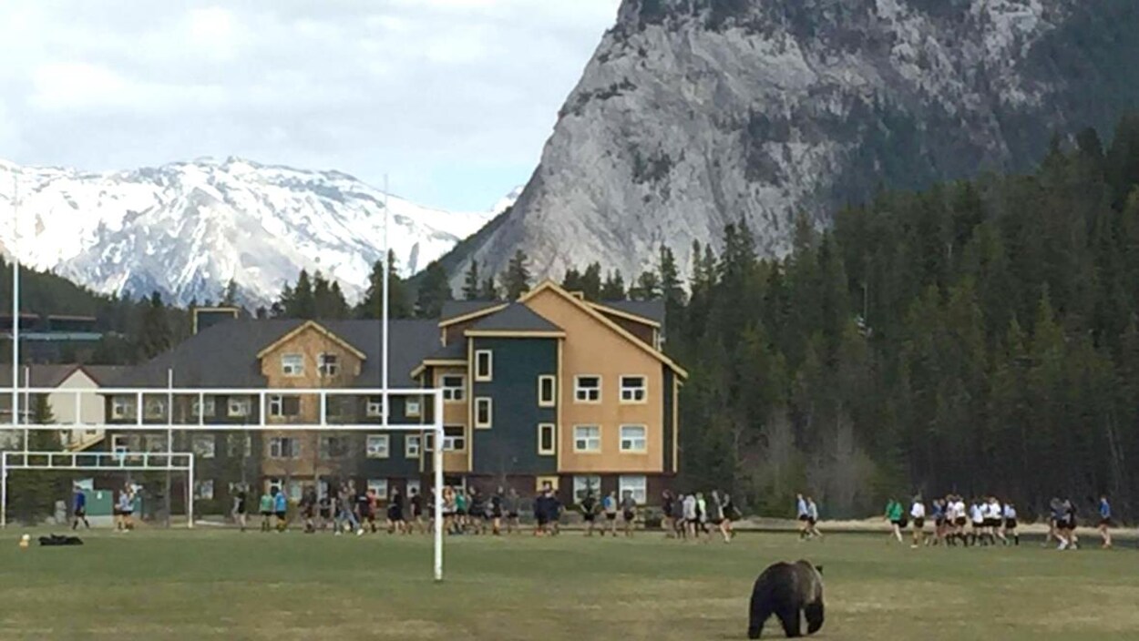 Le grizzly 148 sur le terrain de rugby d'une école de Banff en mai. Le grizzly 148 sur le terrain de rugby d'une école de Banff en mai.