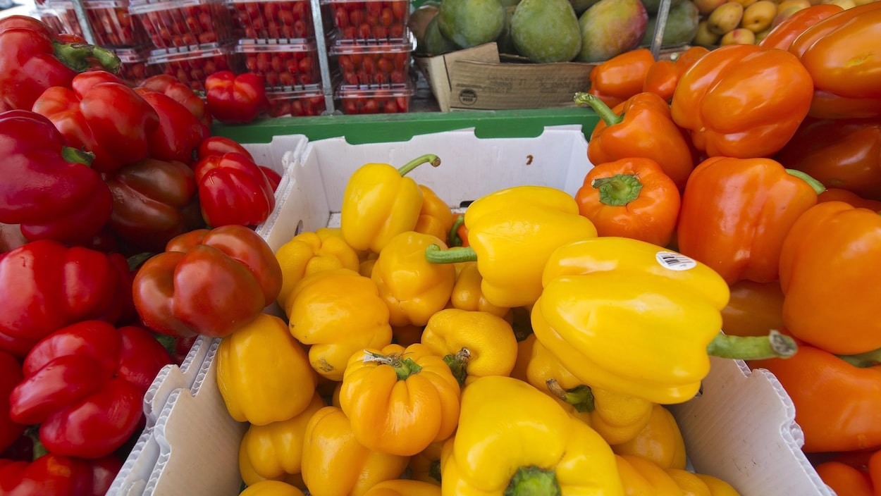 Des poivrons rouges, jaunes et oranges.
