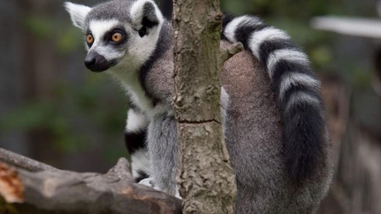 Un lémurien de Madagascar sur une branche.
