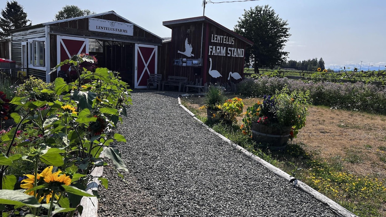 Sur l’île de Vancouver, des fermiers tentent de s’adapter à la chaleur précoce