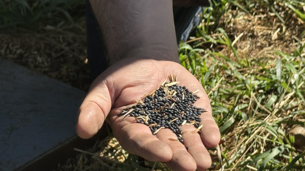 La production canadienne de lentilles connaît une hausse majeure