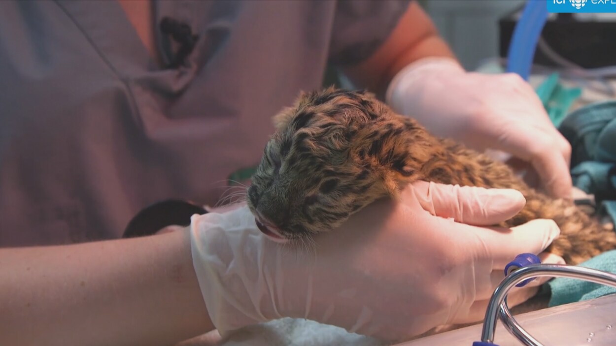 Au fil des ans, le Zoo de Granby a mis en place plusieurs initiatives pour favoriser la reproduction des léopards de l'amour.