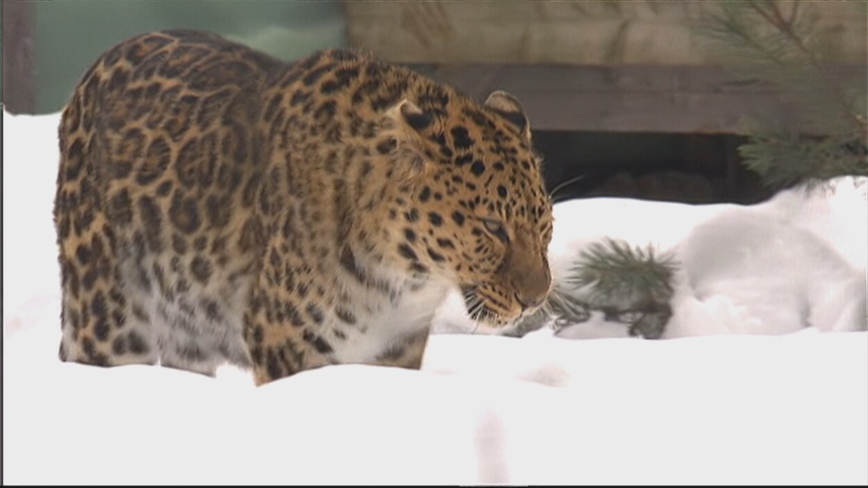 Un des cinq léopards de l'amour du Zoo de Granby Un des cinq léopards de l'amour du Zoo de Granby
