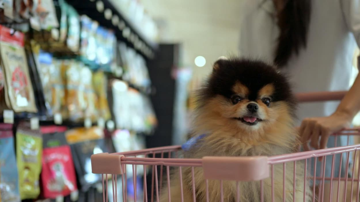 Quelle nourriture privilégier pour son chien?
