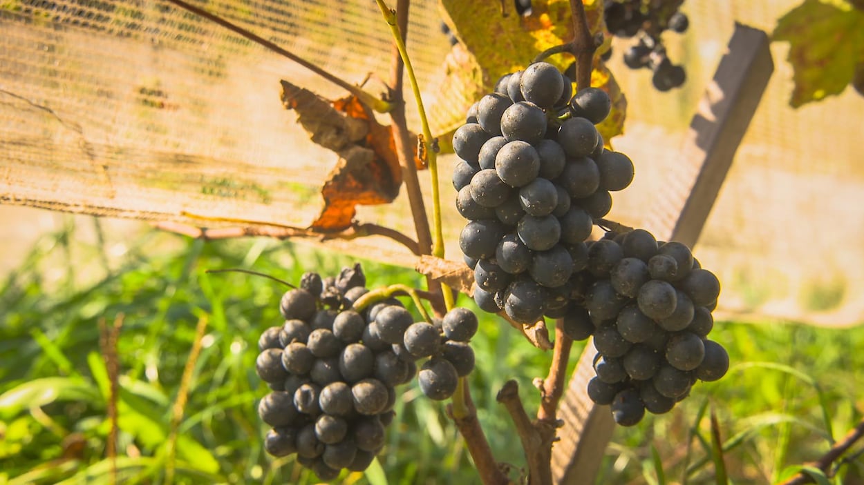 Le vin québécois à l'honneur