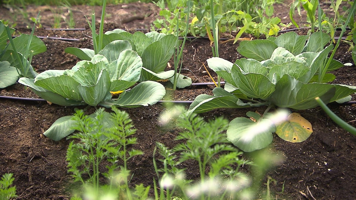 Le potager des Jardins secrets d'Océane