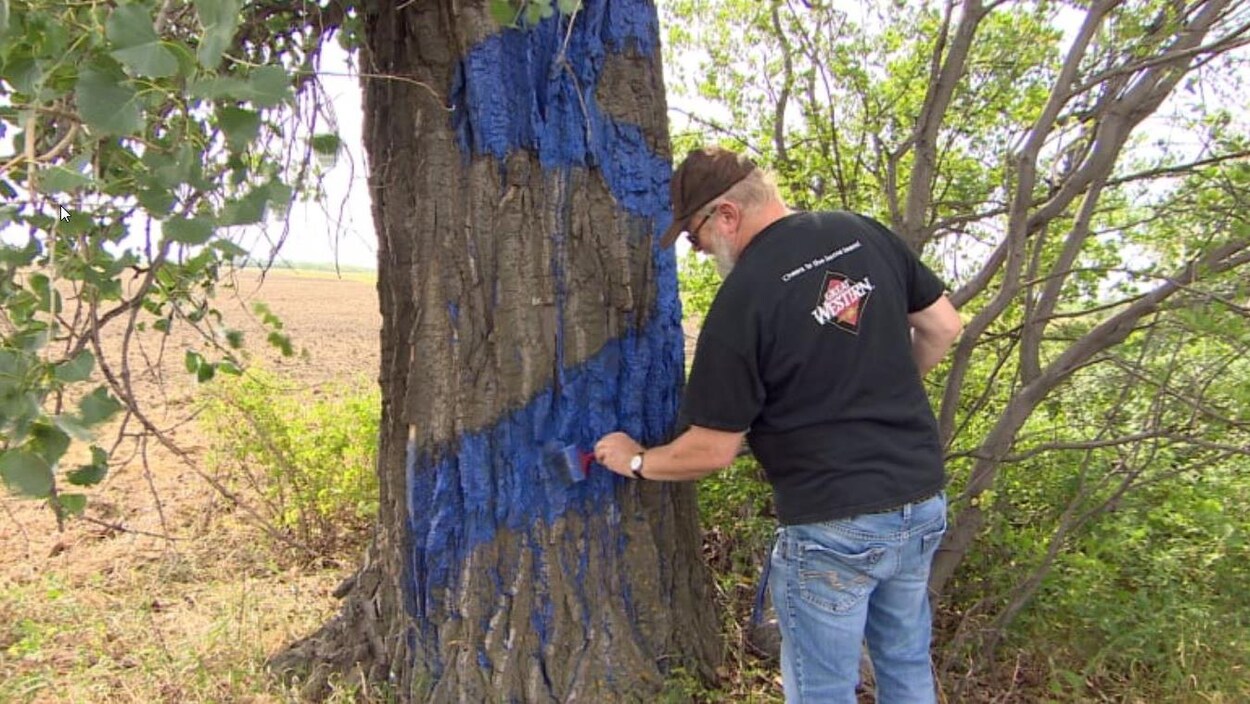 Un homme aux cheveux blancs et portant un T-shirt noir peint un arbre avec de la peinture bleue. Un homme aux cheveux blancs et portant un T-shirt noir peint un arbre avec de la peinture bleue.