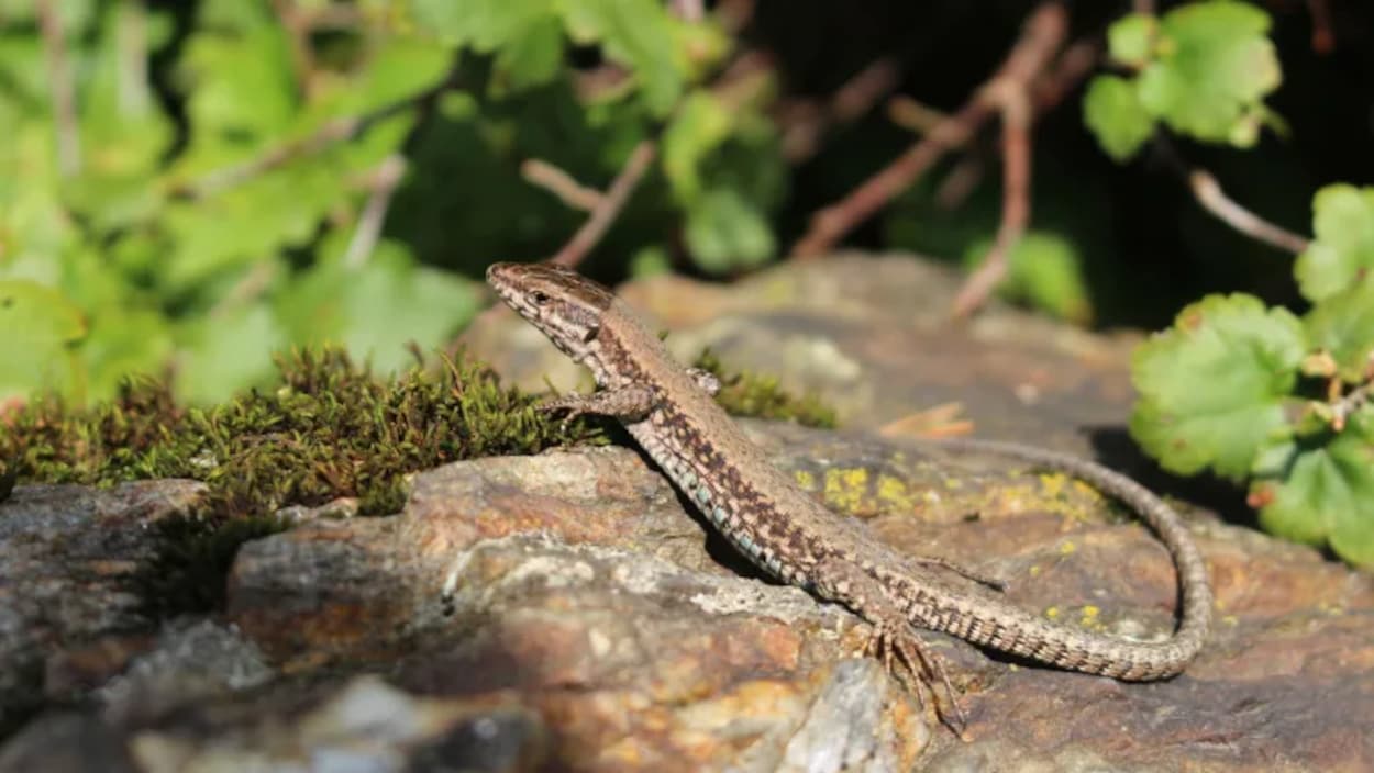 Des lezards relâchés il y a 56 ans menacent l’écosystème de l’île de Vancouver