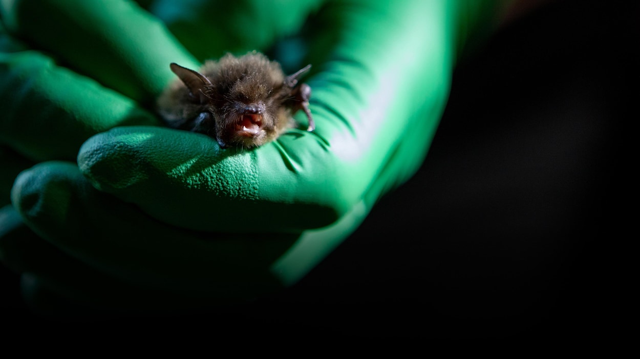 Le retrait de fonds américains met les chauves-souris en péril