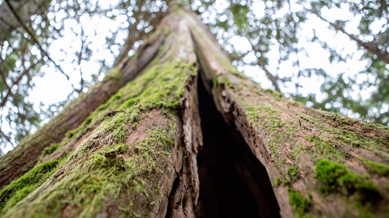 La préservation des forêts anciennes, où en est-on?