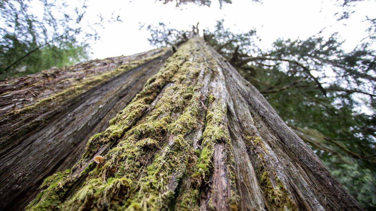 Plaidoyer pour les forêts anciennes
