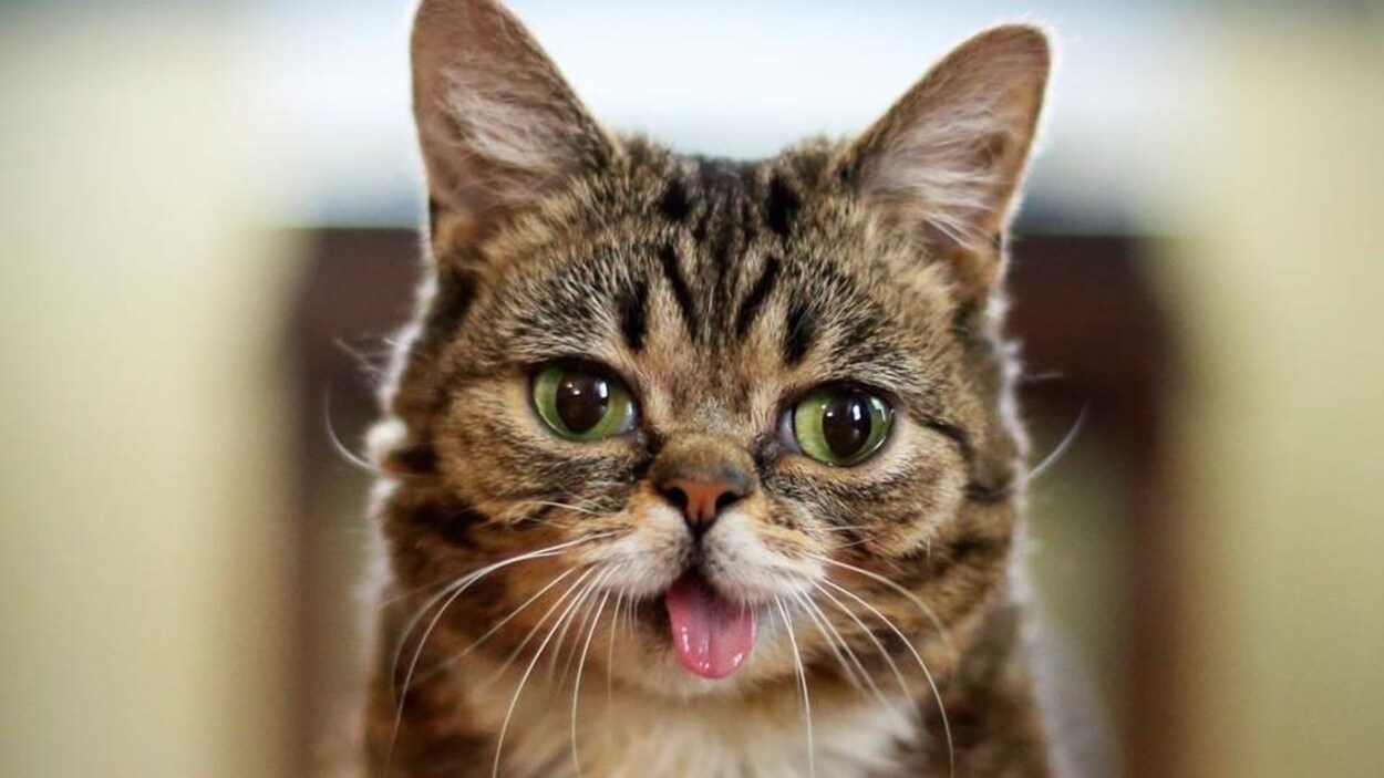 Portrait de Lib Bub, qui a les yeux verts et la langue qui pend.