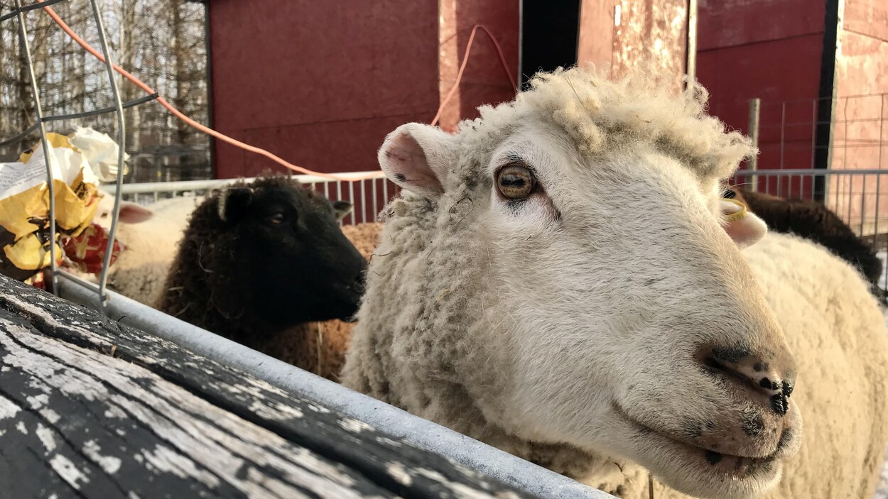Des moutons à la ferme Lil’ Steps Wellness Farm, à Saint-Malo, au Manitoba.