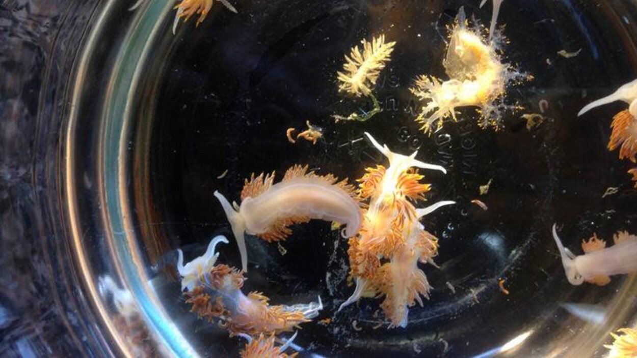 Des limaces de mer Des limaces de mer