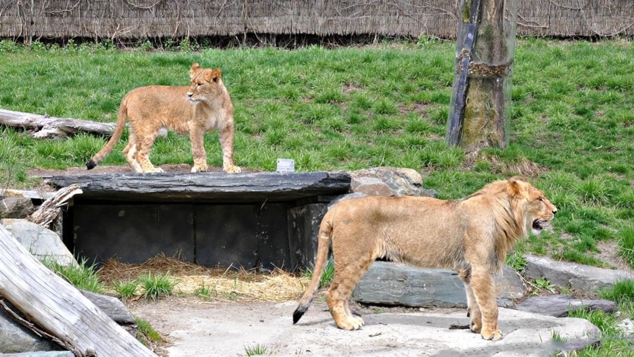 Des lions Des lions