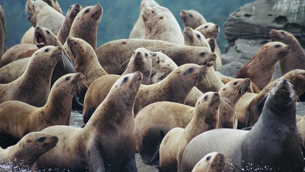 Gros plan sur une vingtaine d'otaries sur un rocher.