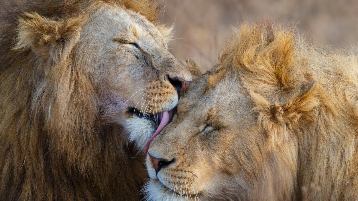 Deux têtes de lions.