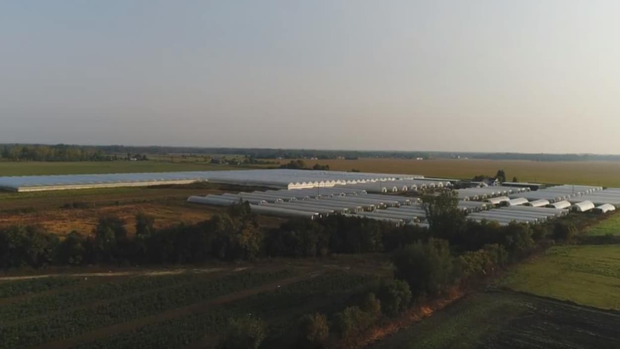 Des serres sont installées sur un terrain agricole. Des serres sont installées sur un terrain agricole.