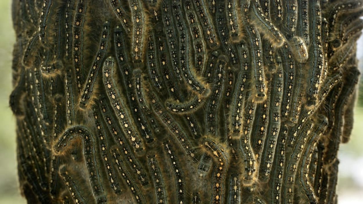Cette chenille qui ravage les arbres en Alberta