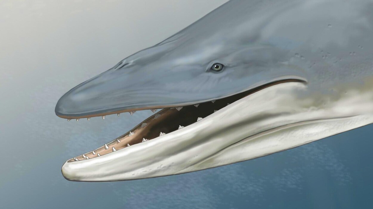 Représentation artistique de la tête d'un Llanocetus denticrenatus. Représentation artistique de la tête d'un Llanocetus denticrenatus.