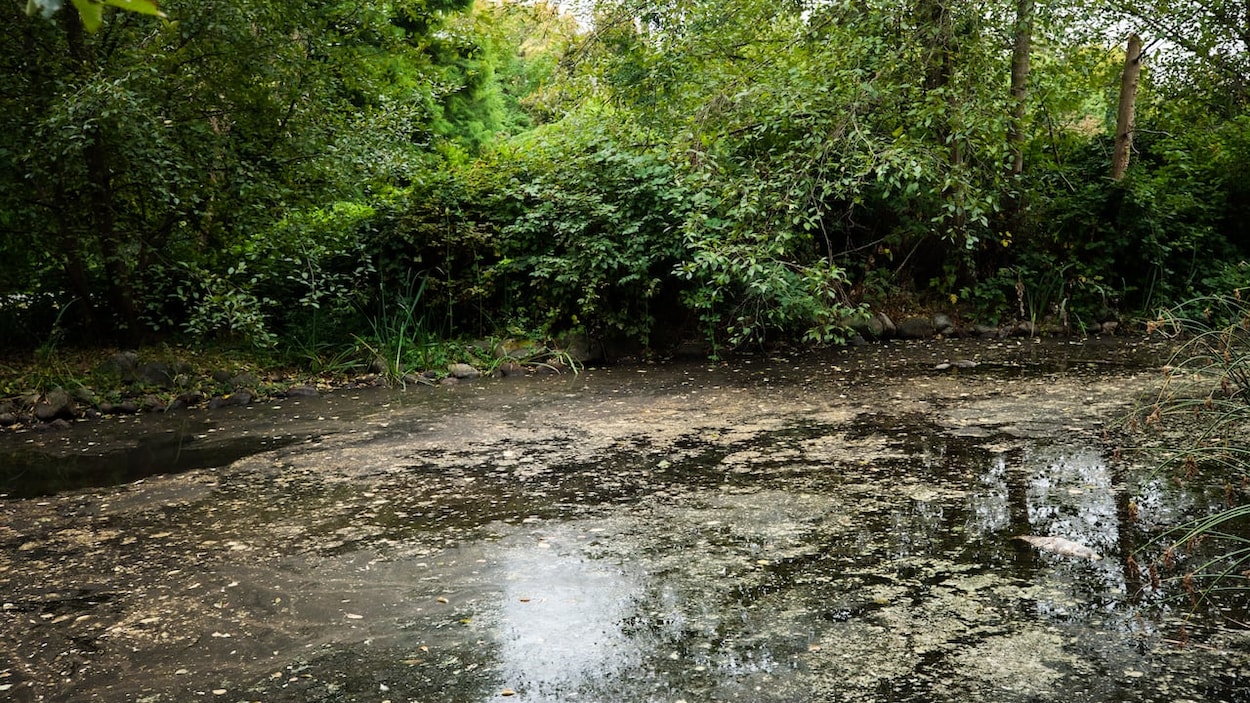 Utiliser les marées pour restaurer l’écosystème du Lost Lagoon