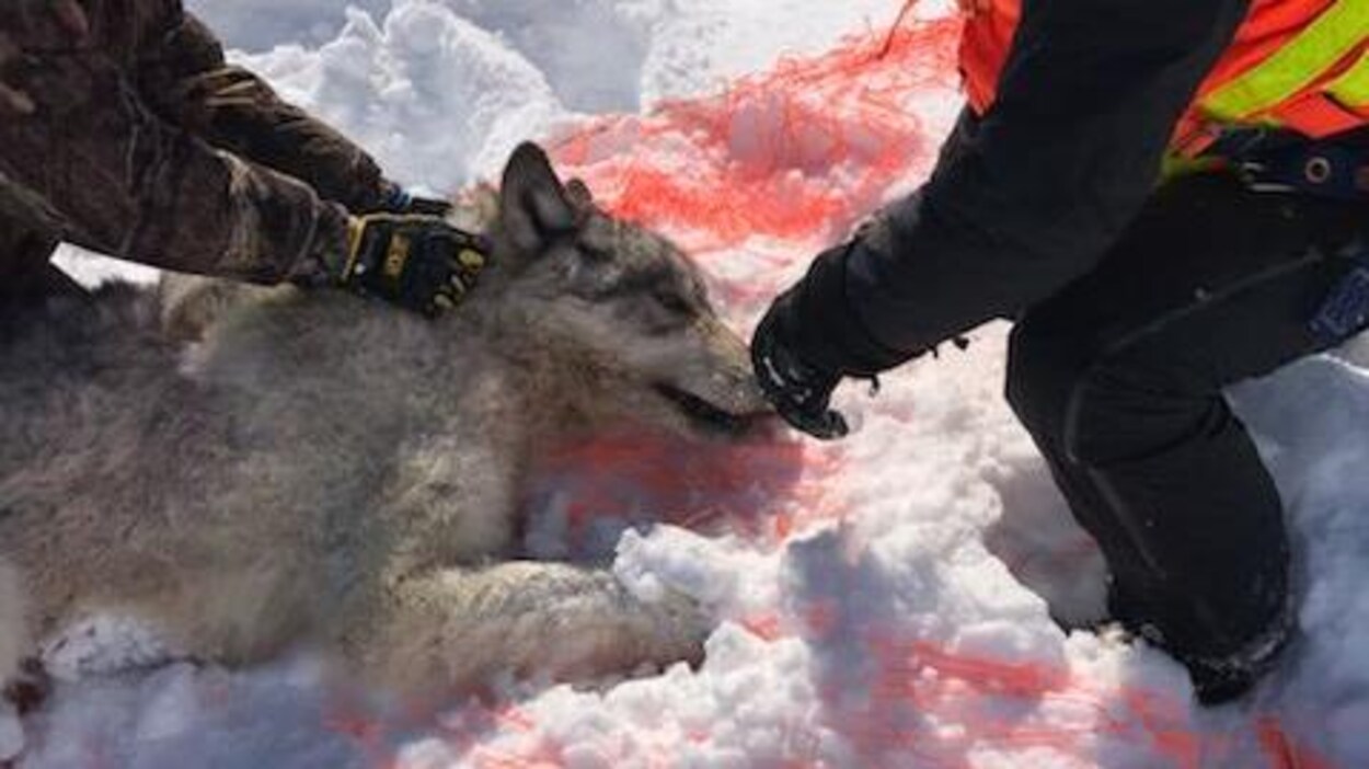 Un loup capturé dans un filet.