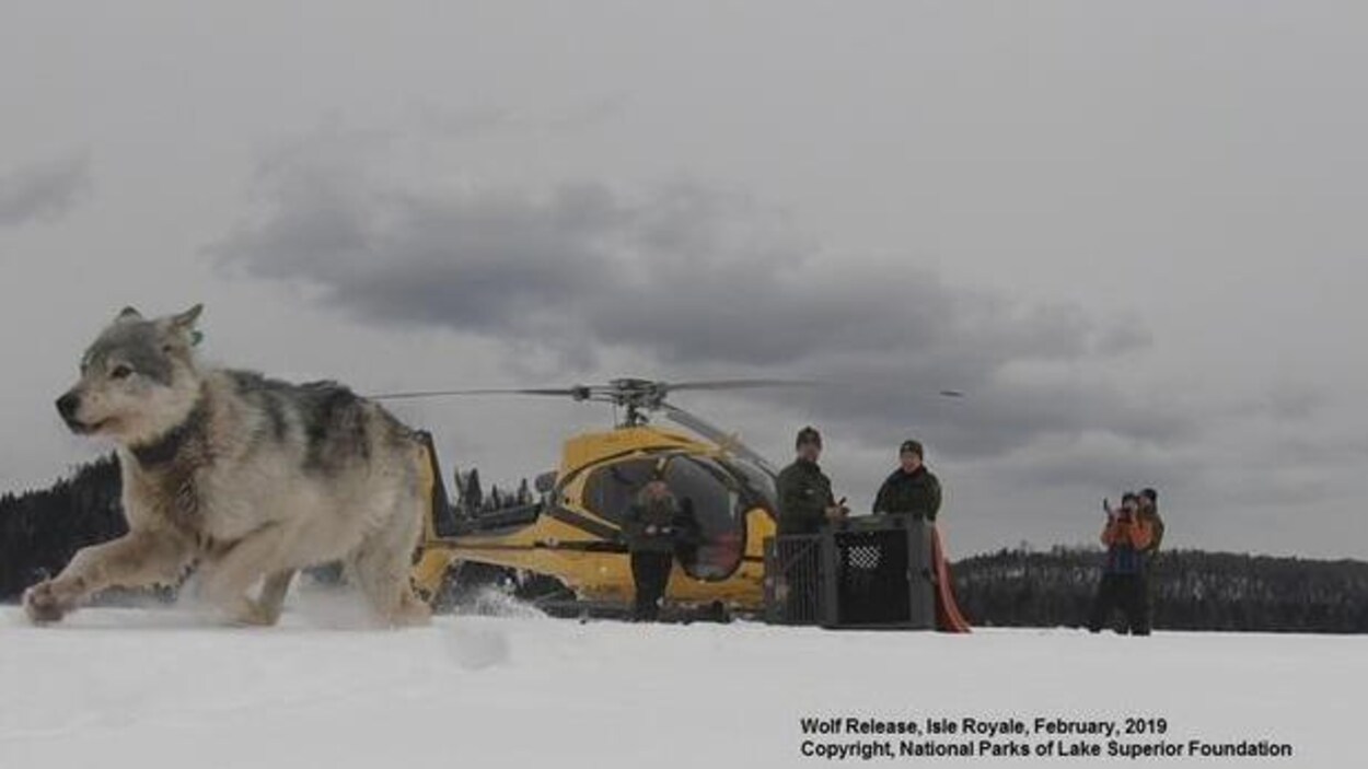 Un loup court dans la neige avec en arrière-plan un hélicoptère et des gens qui observent la scène.