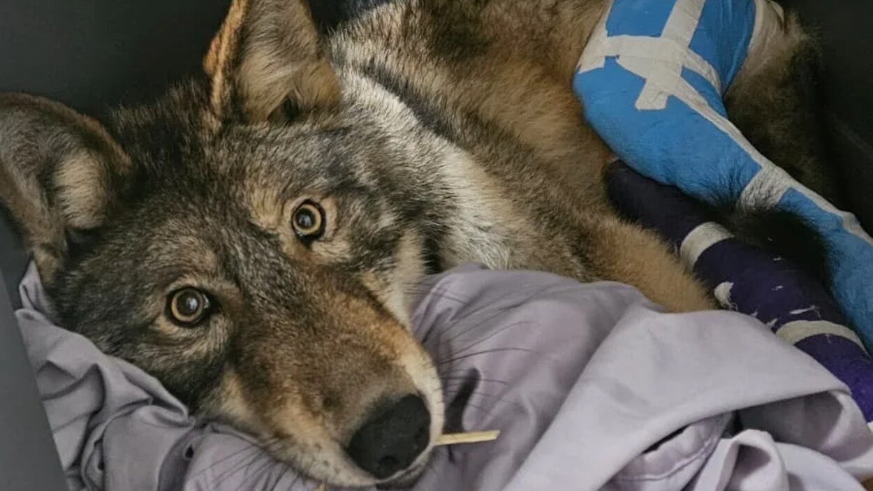 Vimy le loup récupère, mais n’est pas sorti du bois