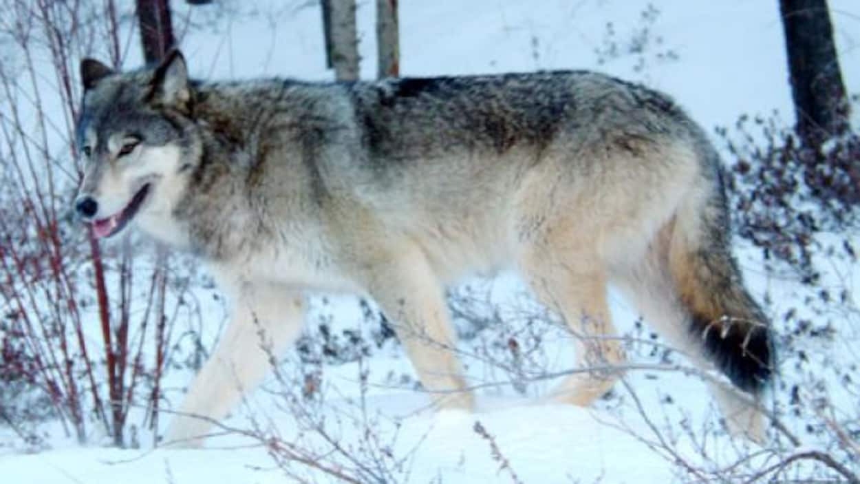 Plan serré d'un loup marchant dans la neige.