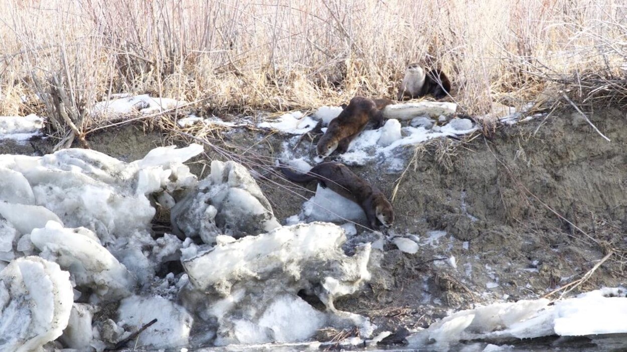 Trois loutres sur les berges d'une rivière en Alberta.