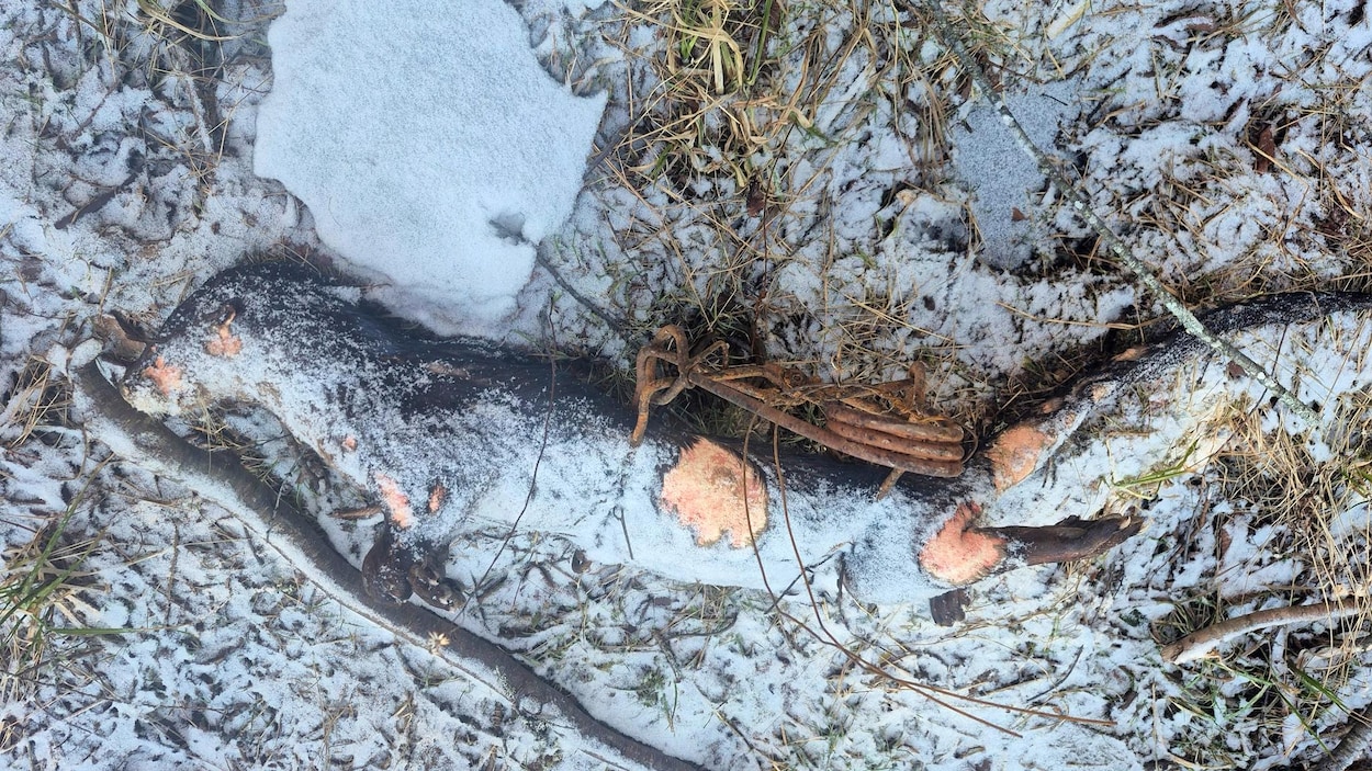 Une nouvelle maladie affecte des loutres dans le lac Bras d’Or