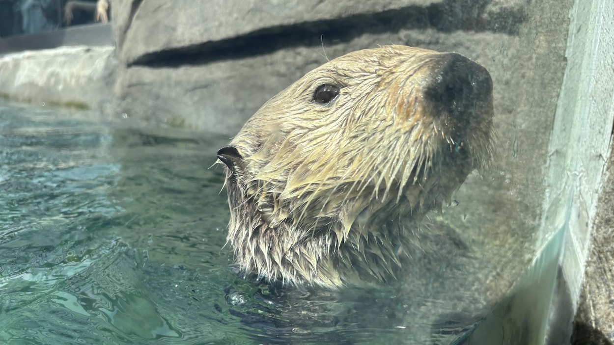 Des loutres de mer font leur arrivée à l’Aquarium du Québec