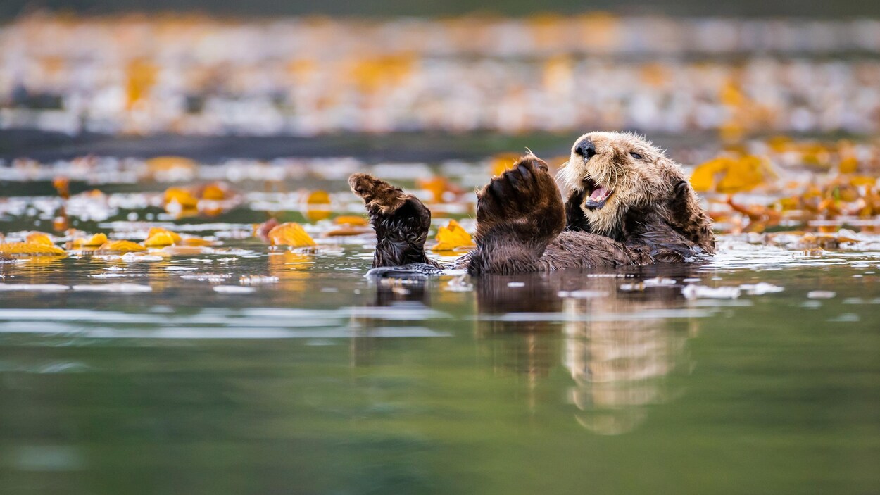 Une loutre flotte dans la mer sur son dos.