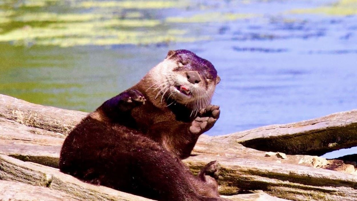 Le retour surprise de la loutre de rivière dans les zones humides du sud de l’Ontario
