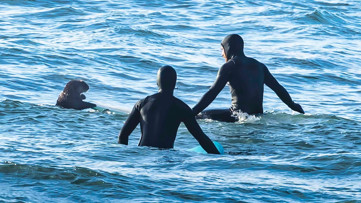 Incroyable rencontre en mer : une loutre rejoint des surfeurs à Vancouver