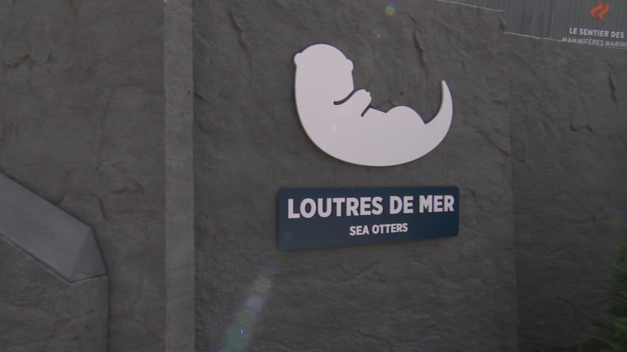 L'Aquarium du Québec accueille des loutres de mer