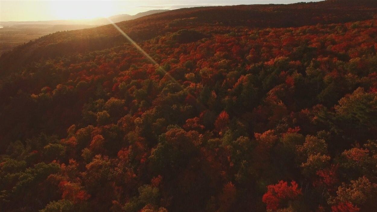 Paysage d'automne en vue aérienne, les feuilles des arbres sont de teinte rouge et orangée.