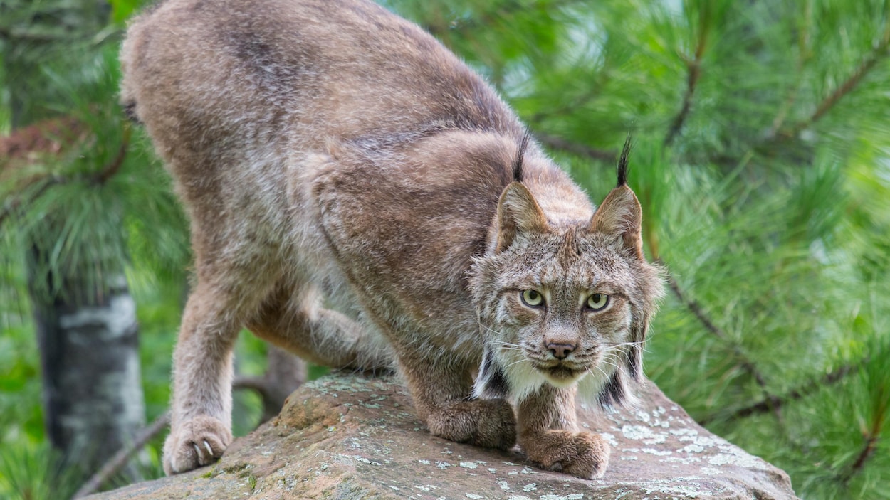 Huit braconniers plaident coupables à la chasse illégale du lynx et du puma