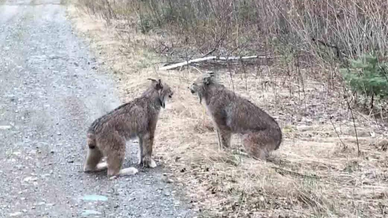 Deux lynx en train de crier sur le bord d'une route. Deux lynx en train de crier sur le bord d'une route.