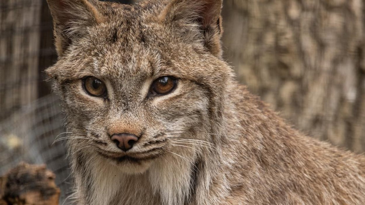 Lumi le lynx : une incroyable histoire de survie
